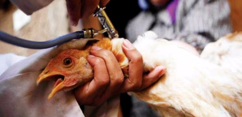 وزارة الزراعة تعلن اكتشاف نوع جديد لمرض إنفلونزا الطيور “h5n2”