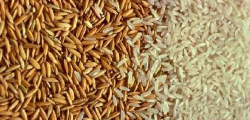 وزيرالتموين: توريد أرز الشعير للمساحات الأقل من فدان “اختياريًا”