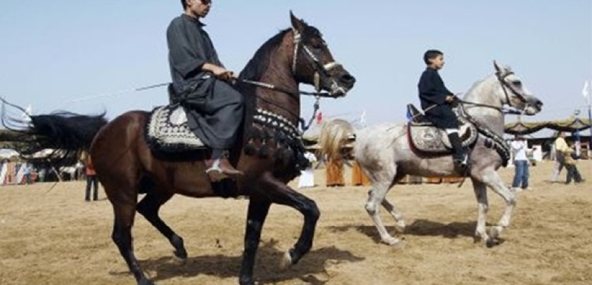 بدء فعاليات المهرجان الثالث والعشرين للخيول العربية بمحافظة الشرقية