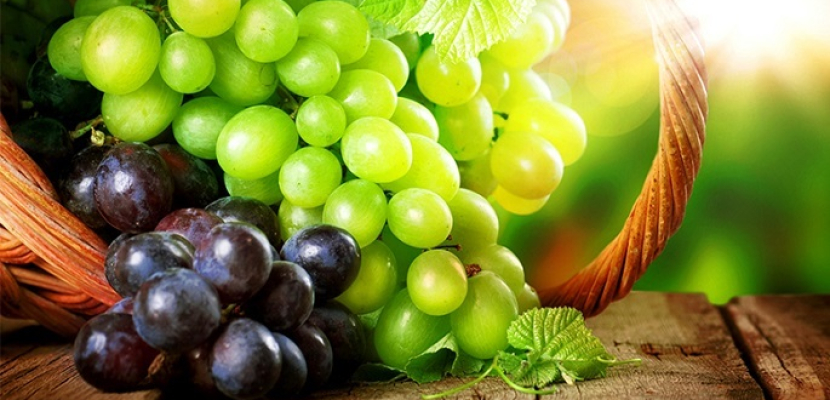 العنب يحتوى على مركبات طبيعية تعمل على مكافحة سرطان الرئة