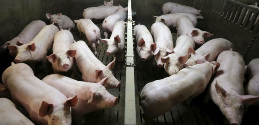 اكتشاف حالات إصابة جديدة بحمى الخنازير الأفريقية في أربع مناطق بالصين