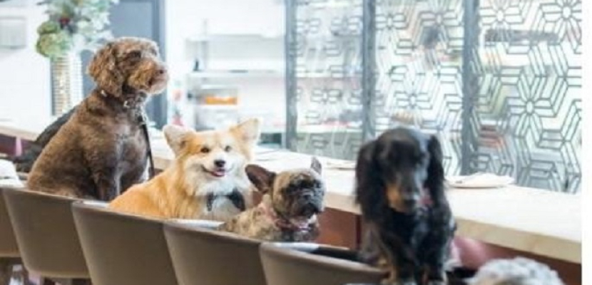 مطعم إيطالي يسمح بدخول الكلاب مع أصحابها بشرط دفع رسوم إضافية