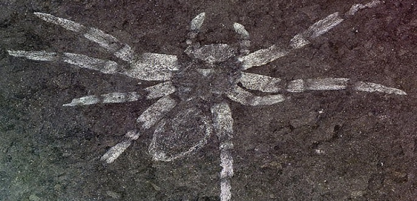 اكتشاف عناكب يعود تاريخها إلى أكثر من 110 ملايين سنة