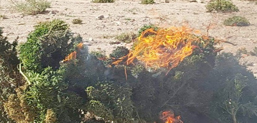 بالصور .. تدمير 29 مزرعة مخدرات في حملة أمنية بجنوب سيناء