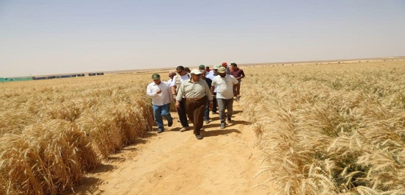 بالصور .. وزير الزراعة يفتتح موسم حصاد القمح بمشروع غرب غرب المنيا