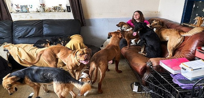 بريطانية تربى 22 كلباً فى منزلها !!