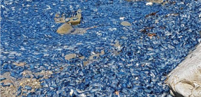 مئات المخلوقات البحرية الزرقاء تغمر أحد شواطئ اسبانيا