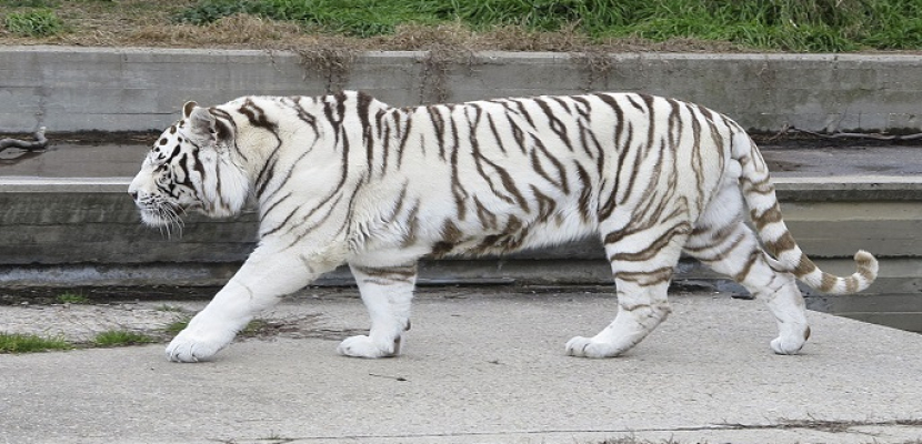 نمر أبيض وحيوانات مهددة بالانقراض في منزل بفرنسا
