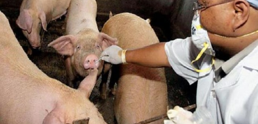الصحة الروسية تحذر من انتقال عدوى حمى الخنازير الإفريقية من الصين