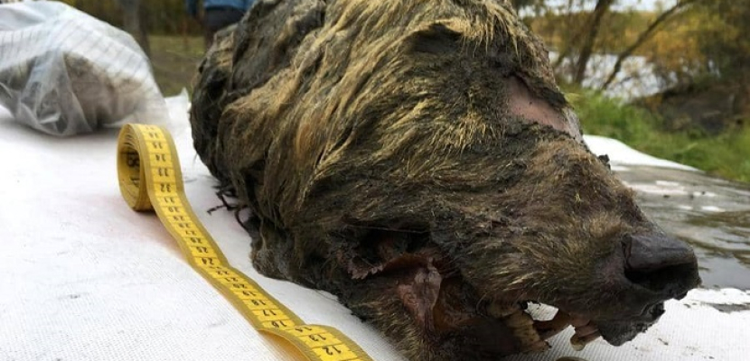روسيا تكشف عن رأس ذئب عمرها 40 ألف عام