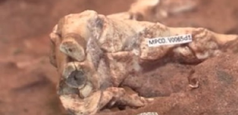اكتشاف حفريات لأقدام ديناصورات تعود لمائة مليون سنة شرقي الصين