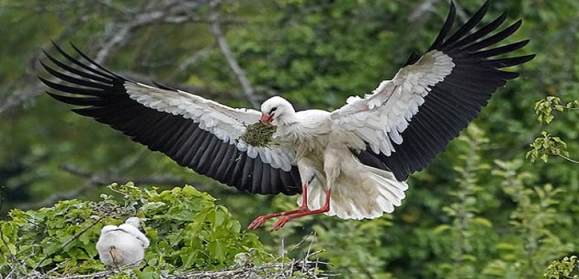 نوع نادر من الطيور يتم إطلاقها فى بريطانيا لأول مرة منذ أكثر من 600 عام