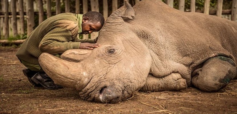 من ذكور ميتة… تخليق أجنة من وحيد القرن شبه المنقرض