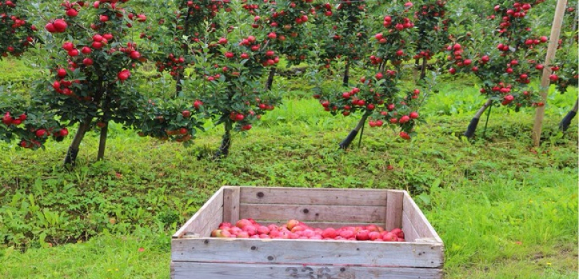 تفاح النرويج نضج قبل الأوان بسبب تغير المناخ