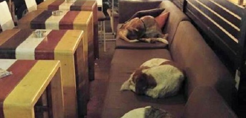 مطعم يستضيف الكلاب الضالة ليلا لحمايتها من البرد