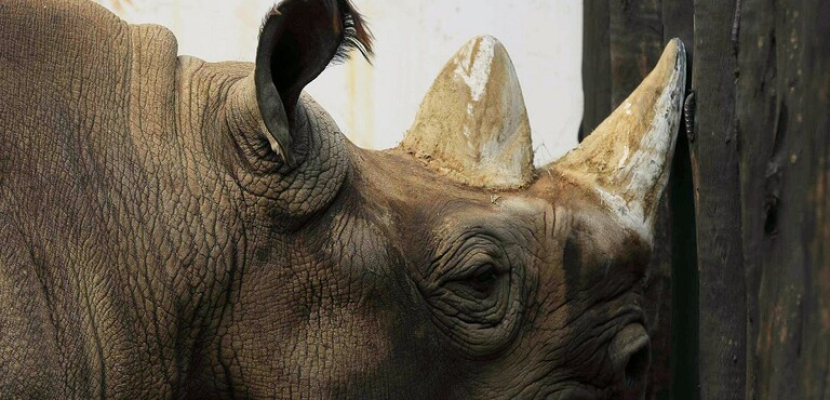 وفاة آخر أنثى وحيد قرن سومطري بالسرطان في ماليزيا
