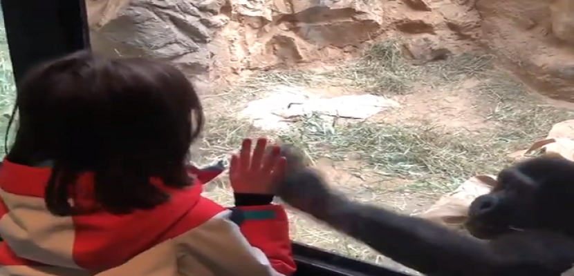 طفلة تلعب مع غوريلا في زيارة لحديقة حيوان نيويورك