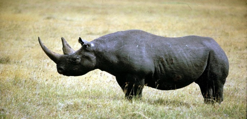ارتفاع أعداد وحيد القرن الأسود فى أفريقيا