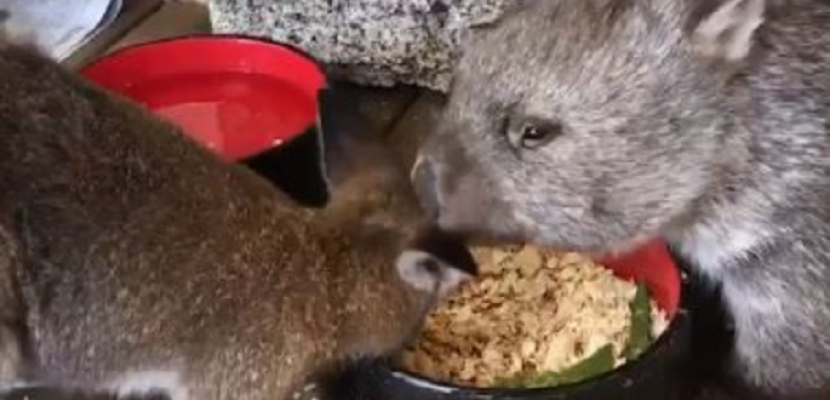 كوالا وكنغر يتشاركان الطعام فى إناء واحد بمنزل أسترالى قبل عودتهما للغابة