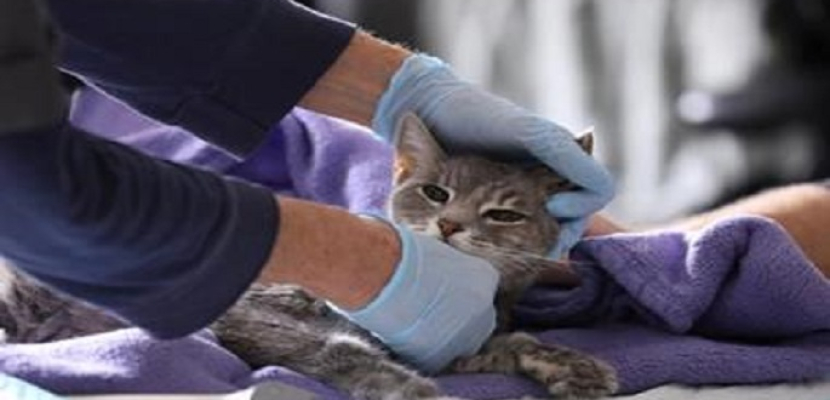 إصابة أول قطّ باريسي بفيروس كورونا