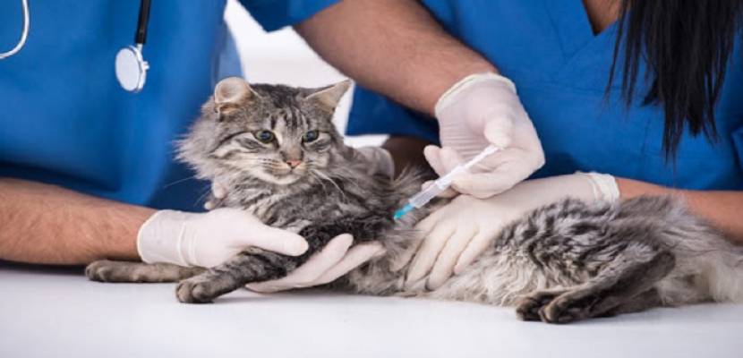 إصابة قطتين في نيويورك بفيروس كورونا