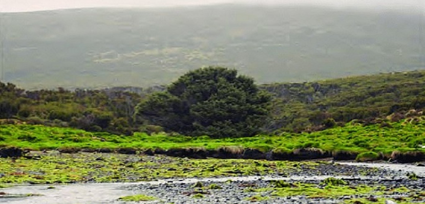 شبه القرنبيط.. قصة شجرة التنوب الصنوبرية الوحيدة بالعالم عمرها 100 عام