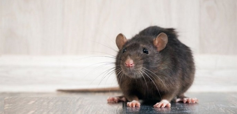 الفئران تهاجم منازل البريطانيين .. بسبب الكورونا ؟!