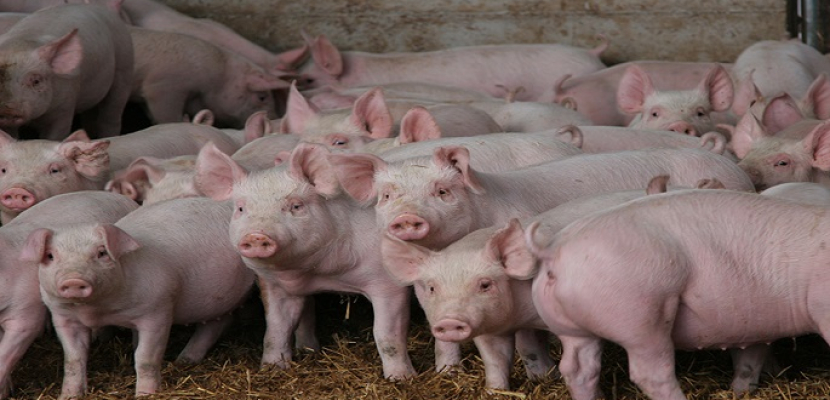 تحذيرات من فيروس جديد فى الخنازير يمكن أن يتحول إلى جائحة بين البشر