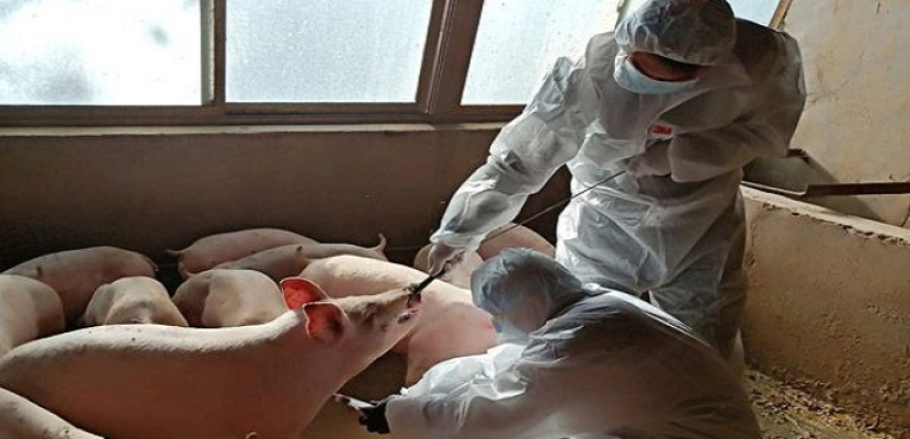 الصين: فيروس إنفلونزا “الخنازير الجديد” لا يشكل تهديدا فوريا لإحداث جائحة