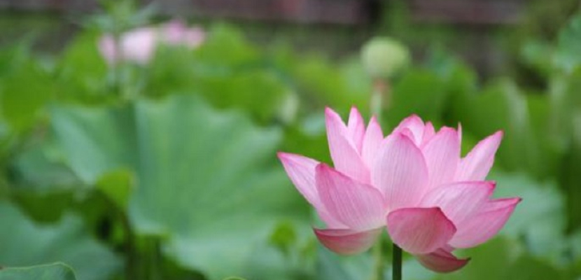 نبتة لوتس جنوبي الصين تدخل موسوعة جينيس بـ 7 زهور على ساق واحد
