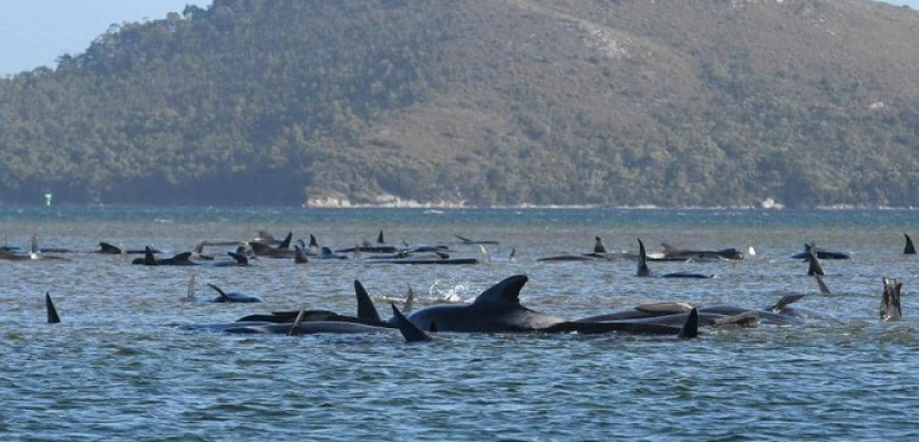 “نفوق جماعي”.. غموض يحيط بمأساة الحيتان في أستراليا