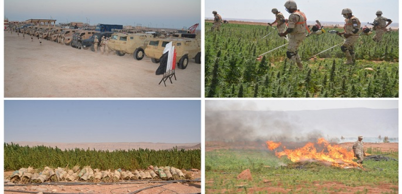 بالفيديو.. القوات المسلحة تنجح في القضاء على 146 من مزارع الخشخاش والبانجو والهيدرو المخدر بجنوب سيناء