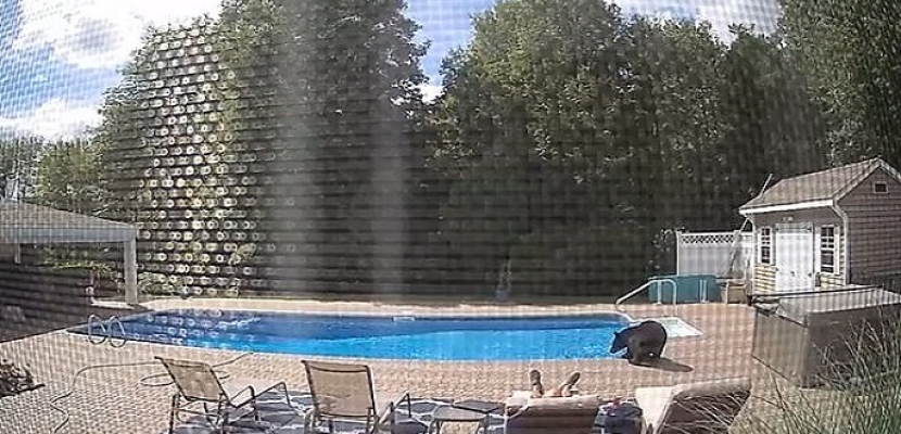 رجل يفاجأ بدب بعد استيقاظه من قيلولة على حمام السباحة بأمريكا