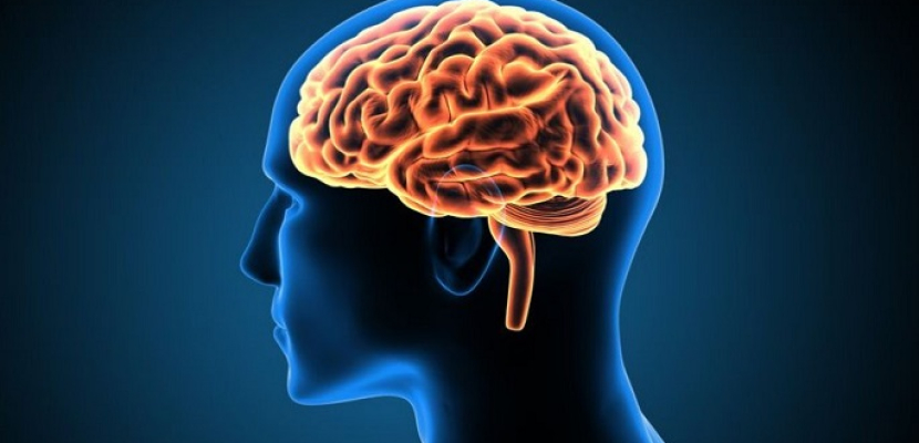 علماء: الدماغ يتحكم بشكل مباشر في عمل الأنسجة الدهنية