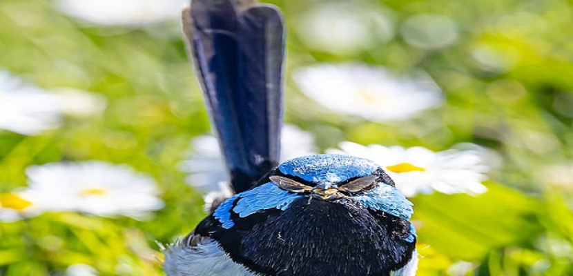 لقطات مذهلة لطائر يبدو مرتديا نظارات شمسية فى أستراليا.. اعرف الحكاية