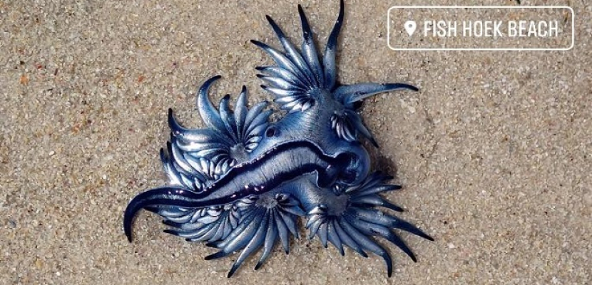 رصد مخلوق بحري شبيه بالتنين يُعرف باسم “أجمل قاتل في المحيط”