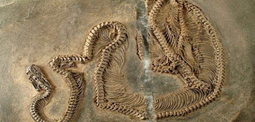 العثور على حفرية أقدم ثعبان عاش في أوروبا قبل 47 مليون سنة في ألمانيا