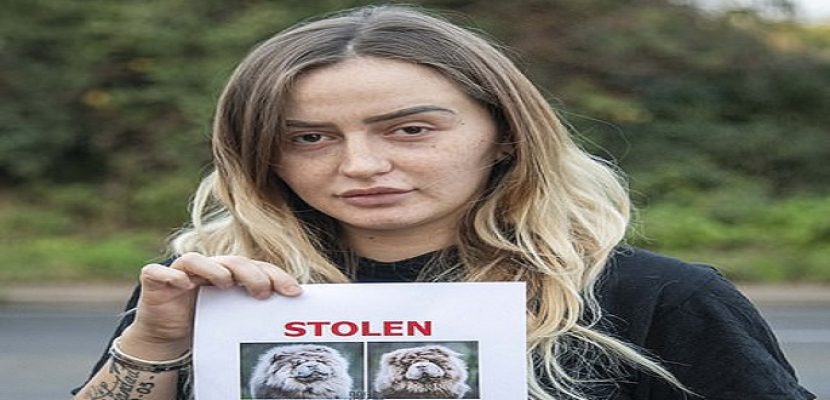 فتاة تعرض 15 ألف استرلينى لعودة كلبيها بعد سرقتهما