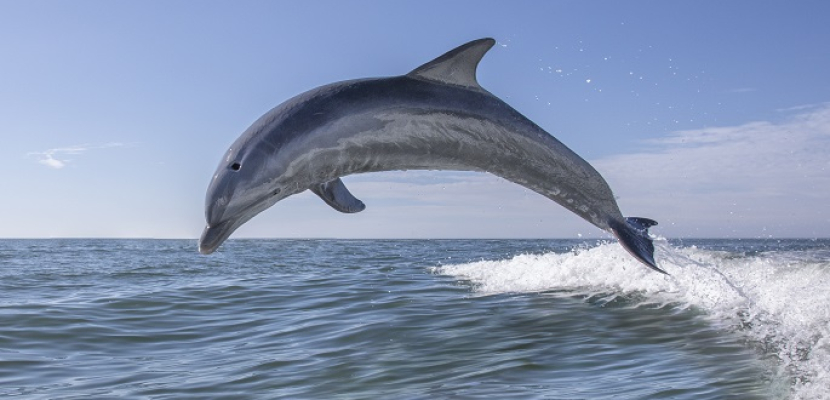 في مأساة جماعية.. نفوق أكثر من مئة دلفين قبالة سواحل موزمبيق