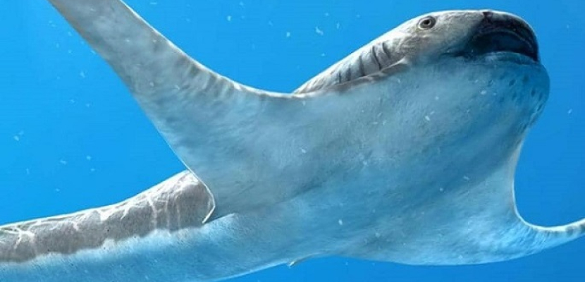 “القرش المجنح”.. علماء يكتشفون نوعا غريبا من الكائنات