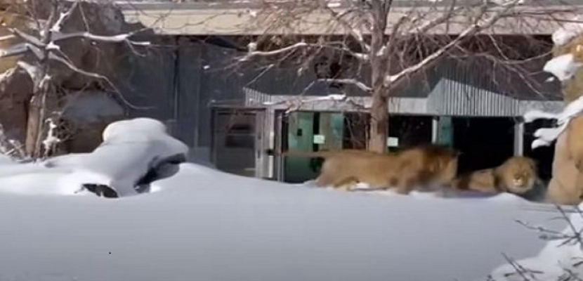 أسود تلعب وسط الثلوج فى حديقة حيوان أمريكية