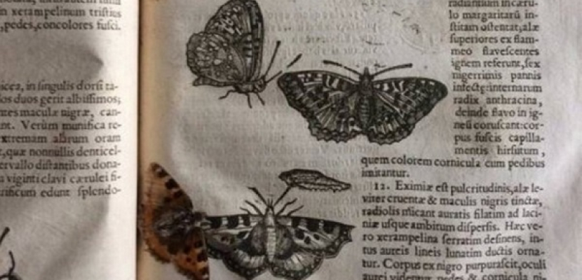 اكتشاف فراشة عمرها 400 عام داخل كتاب علمي