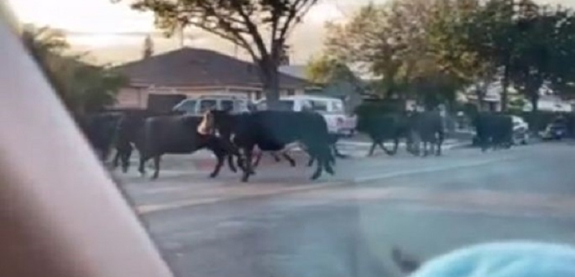 قطيع أبقار يهرب قبل ذبحه ويتجول في شوارع كاليفورنيا