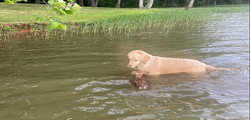 كلب ينقذ غزال من الغرق ويصبح حديث السوشيال ميديا