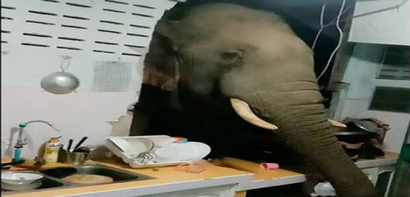 فيل جائع يخترق حائط ليسرق الأرز من مطبخ منزل فى تايلاند