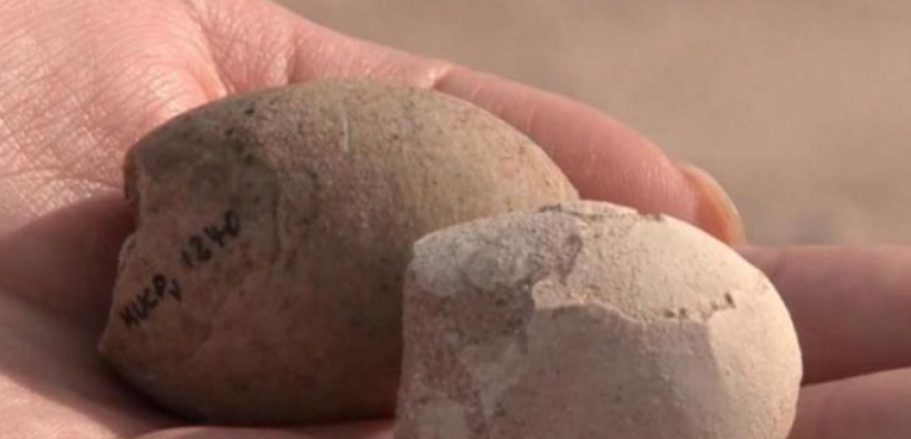 العثور على 160 بيضة متحجرة فى الأرجنتين عمرها 85 مليون سنة