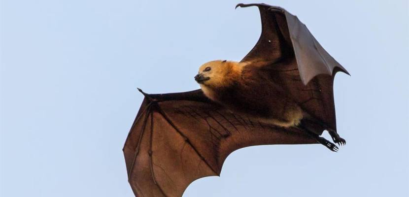 اكتشاف فيروس “كورونا” جديد في الخفافيش البريطانية
