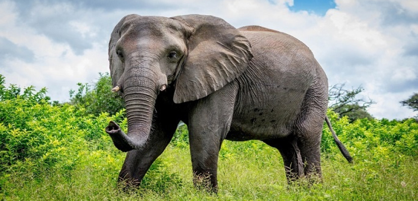 سريلانكا تنصف الفيلة وتحميها بقوانين “غريبة”