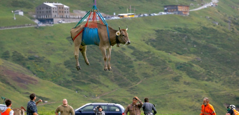 بالصور.. أبقار تطير بمروحيات هليكوبتر في السماء للمشاركة في مهرجان بسويسرا