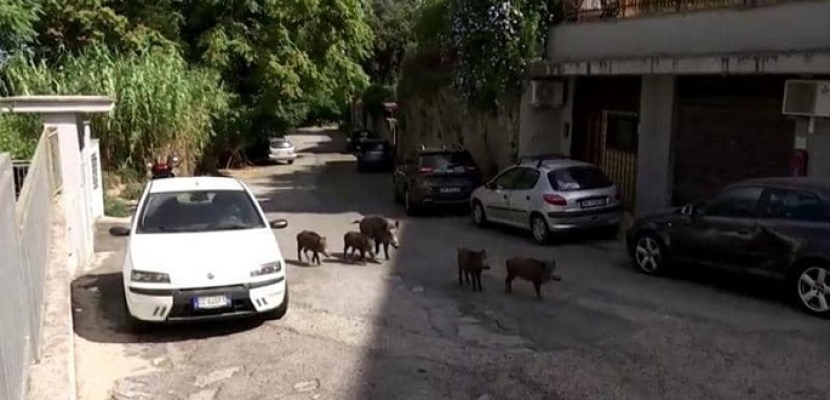 الخنازير البرية تغزو العاصمة الإيطالية روما